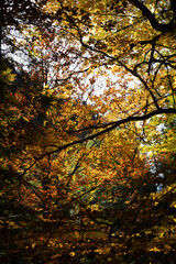 Forest autumn golden colours in sunlight