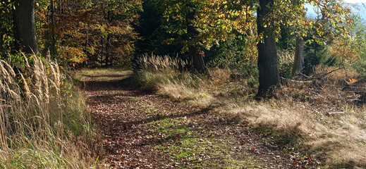 jesienna leśna droga © Marcin