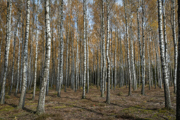 october landscape autumn forest. Poland Europe, Knyszyn Primeval Forest, birch trees