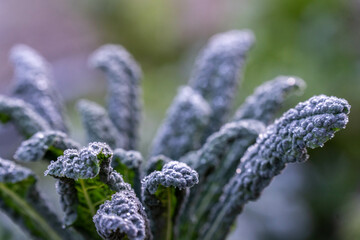 growing kale, broccoli and leeks in a sustainable regenerative food farm in a field on an...