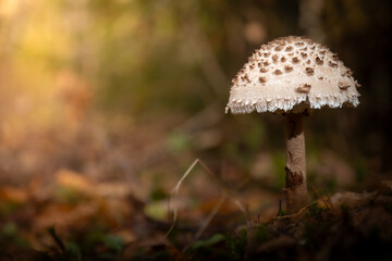 October forest fungus Parasol mushroom Macrolepiota procera very tasty mushroom Poland Europe