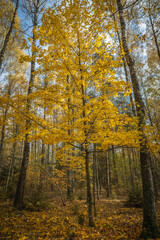 october landscape - autumn sunny day, beautiful trees with colorful leaves, Poland, Europe, Podlasie, white clouds on blue sky