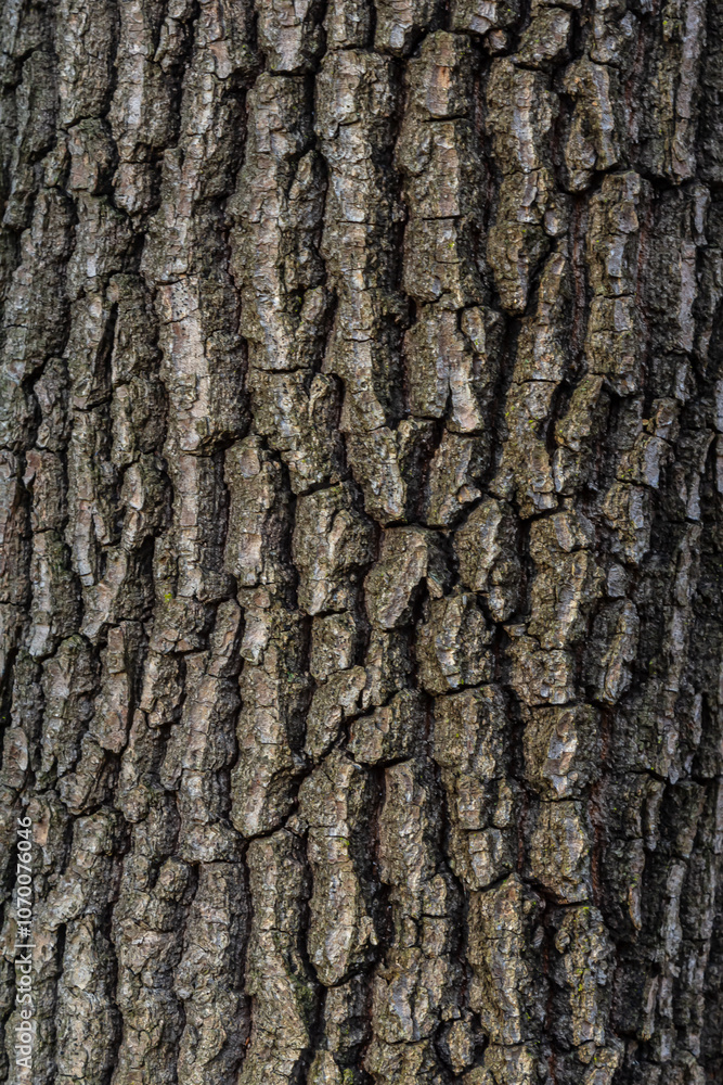 Poster old wood tree texture background pattern