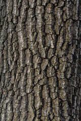 Old Wood Tree Texture Background Pattern