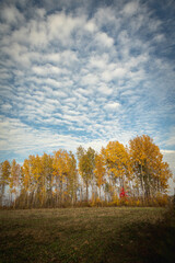 october landscape - autumn sunny day, beautiful trees with colorful leaves, Poland, Europe, Podlasie, white clouds on blue sky