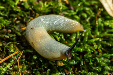 arion intermedius slug animal macro photography