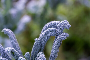 growing kale, broccoli and leeks in a sustainable regenerative food farm in a field on an...