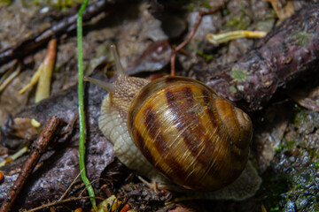 Burgundy snail Helix, escargot on the surface of old stump with moss in a natural environment. Green moss and mold growing on the old tree trunk. macro. close-up images of nature