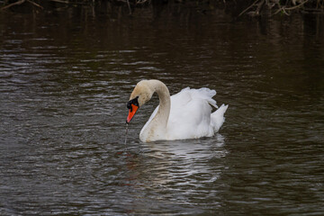 A white mute swan swims on a calm body of water. The water is blue. The swan has slightly raised...