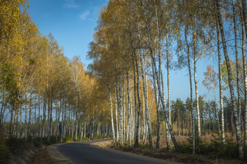 Fototapeta premium Autumn october landscape misty foggy day in Knyszyn Primeval Forest, Poland Europa forest road and birch trees