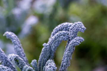 growing kale, broccoli and leeks in a sustainable regenerative food farm in a field on an...