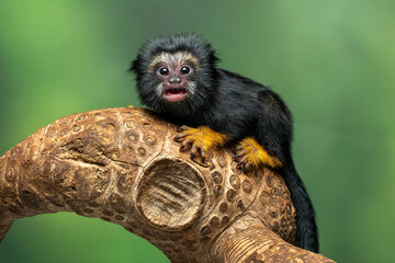 The Red Handed Tamarin or Golden-handed Tamarin or Midas Tamarin (Saguinus midas), is a New World Monkey native to South America.