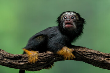 The Red Handed Tamarin or Golden-handed Tamarin or Midas Tamarin (Saguinus midas), is a New World...