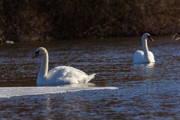 A white mute swan swims on a calm body of water. The water is blue. The swan has slightly raised its wings