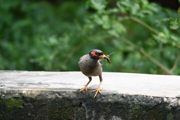 Indian Myna Birds. Its other names Common myna and mynah. This is  a bird of the starling family Sturnidae. This is a group of passerine birds which are native to southern Asia, especially India. 