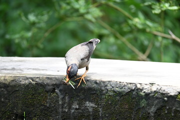 Indian Myna Birds. Its other names Common myna and mynah. This is  a bird of the starling family Sturnidae. This is a group of passerine birds which are native to southern Asia, especially India. 