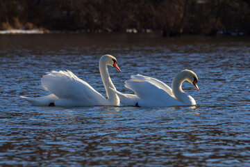 A white mute swan swims on a calm body of water. The water is blue. The swan has slightly raised...