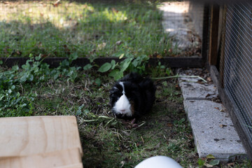 Meerschweinchen rosette tier Nager