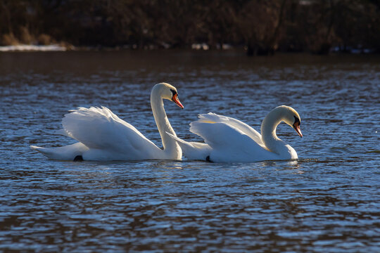 A white mute swan swims on a calm body of water. The water is blue. The swan has slightly raised its wings