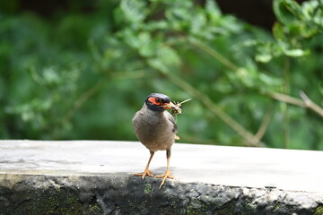 Indian Myna Birds. Its other names Common myna and mynah. This is  a bird of the starling family Sturnidae. This is a group of passerine birds which are native to southern Asia, especially India. 