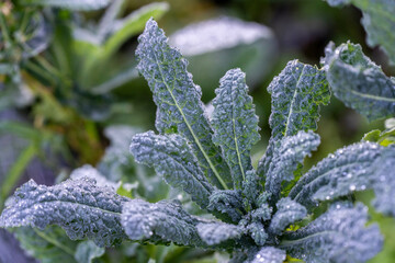 growing kale, broccoli and leeks in a sustainable regenerative food farm in a field on an...