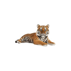 Fototapeta premium A tiger lying down, looking at the camera, isolated on a white background