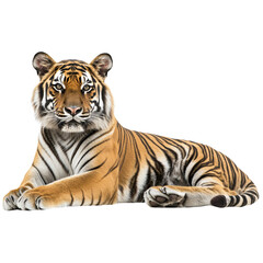 Fototapeta premium A tiger lying down, looking at the camera, isolated on a white background