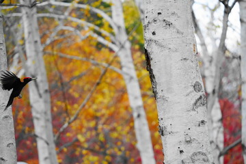 羽を広げて着地する瞬間のクマゲラ