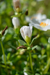 Moss-rose purslane flowers