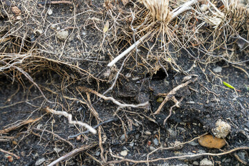 soil profile of land with soil layers of dirt, roots, organic matter, and plants