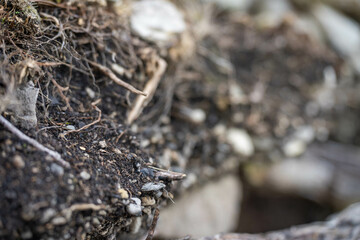 soil profile of land with soil layers of dirt, roots, organic matter, and plants