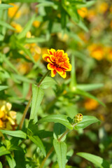 Mexican zinnia flowers