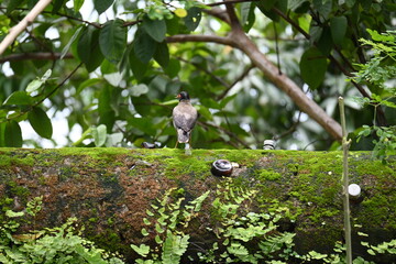 Indian Myna Birds. Its other names Common myna and mynah. This is  a bird of the starling family Sturnidae. This is a group of passerine birds which are native to southern Asia, especially India. 
