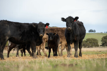 beef cows and calf on a farm eating hay in summer