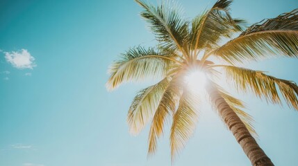 A lone palm tree stands tall against a bright blue sky, with the sun shining through its leaves.