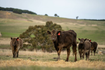 cow and calf cross on a farm in summer in australia