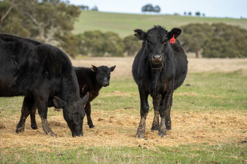 Fototapeta premium sustainable livestock farming with a cattle herd in a drought