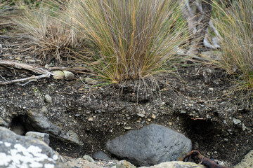 soil profile of land with soil layers of dirt, roots, organic matter, and plants