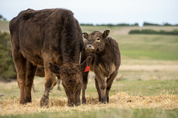 sustainable livestock farming with a cattle herd in a drought