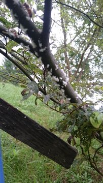 108)Request for removal of Western honey bee ball(Photo taken at 16:00 on july 22, 2015)apis mellifera