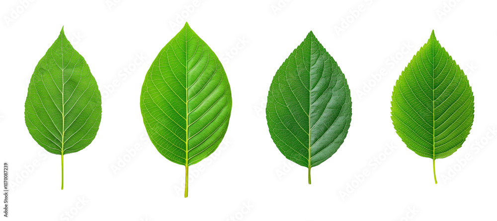 Poster detailed green leaf with veins and vibrant texture. close-up reveals intricate vein structure across