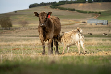 sustainable livestock farming with a cattle herd in a drought