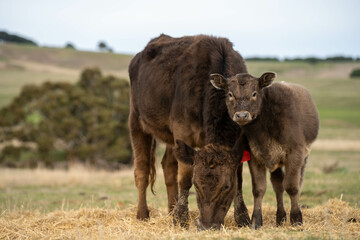 cow and calf cross on a farm in summer in australia © Phoebe