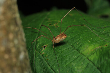 pholcus phalangioides spider macro photo