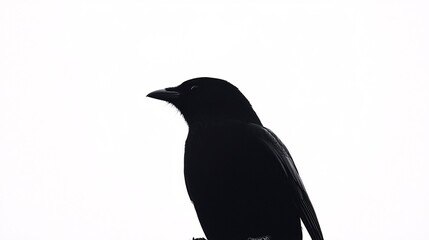 Fototapeta premium A delicate bird silhouette elegantly rests on a pristine backdrop, highlighting its intricate wings and fine features.