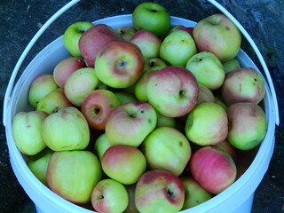 photo of red apple fallen in natural ground