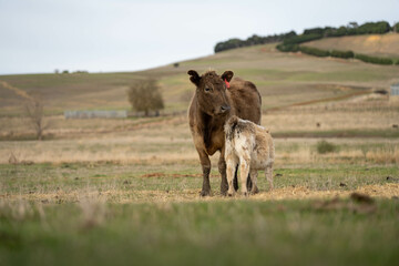 sustainable livestock farming with a cattle herd in a drought