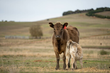 cow and calf cross on a farm in summer in australia