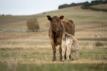 beef cows and calf on a farm eating hay in summer