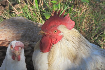 natural colourful chicken macro photo